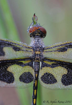 Celithemis fasciata, female